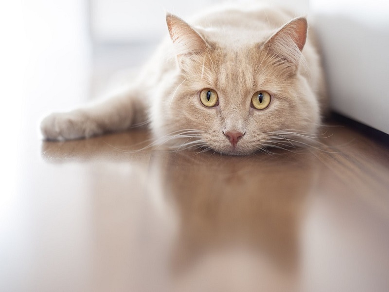how to get rid of cat urine smell in couch