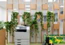 Four Indoor Plants That Will Improve Your Office