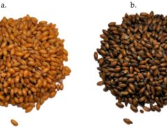 Canary seed hull uses and applications pdf