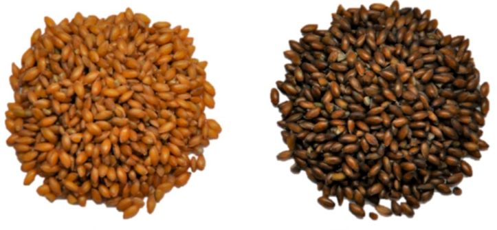 Canary seed hull uses and applications pdf