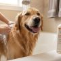 Happy dog getting a gentle bath with hypoallergenic shampoo for allergy relief