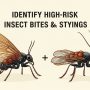 Comparison of common insect bites and high risk warning signs