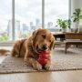 Golden retriever playing with durable rubber toy inside bright city apartment.